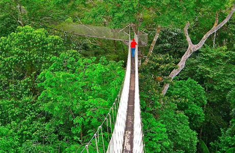 Canopy Walkway