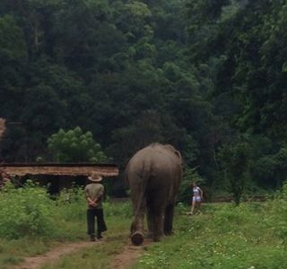 Mayrin Elephant Family Camp