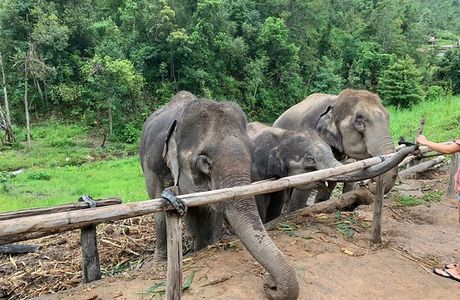 Karen Elephant Habitat