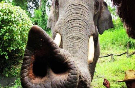 Thai Elephant Home