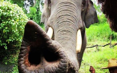 Thai Elephant Home 1