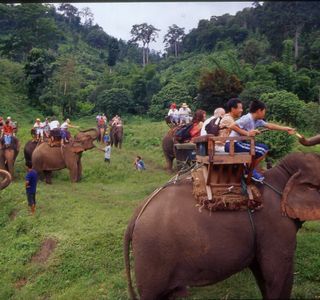 Maetang Elephant Park