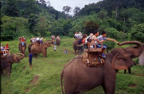 Maetang Elephant Park