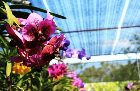 Bai Orchid and Butterfly Farm