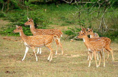 Yala Safari Tours