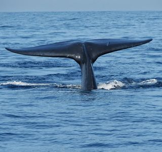 Friend of the Blue Whale
