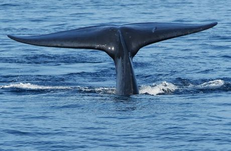 Friend of the Blue Whale