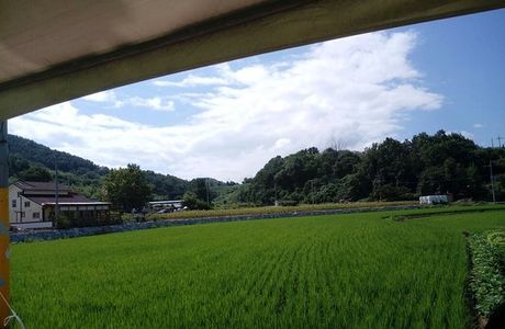 Gangju Sunflower Village