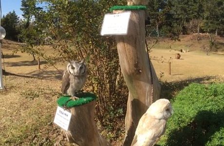 Jeju Flower & Bird Park Falconry Centre