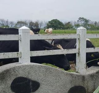 Ruisui Farm