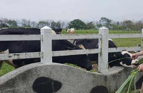Ruisui Farm