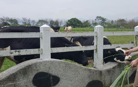 Ruisui Farm 1