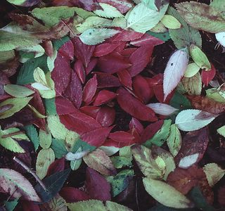 Red Leaf Tribe