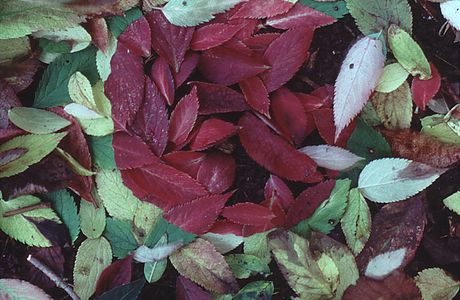 Red Leaf Tribe