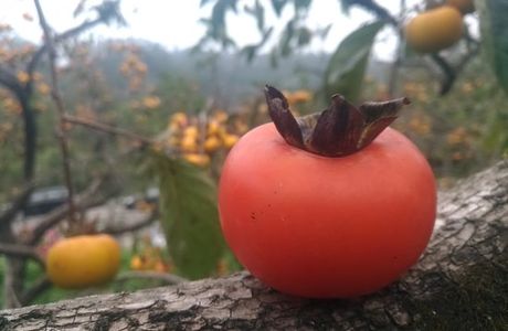 Beipu Liu Tang Shi Shi Bing Persimmon Cake - Luo Yu Song