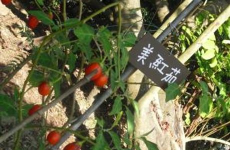 Fongshan Ecological Garden