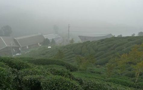 Lugu Tea Culture Center 1