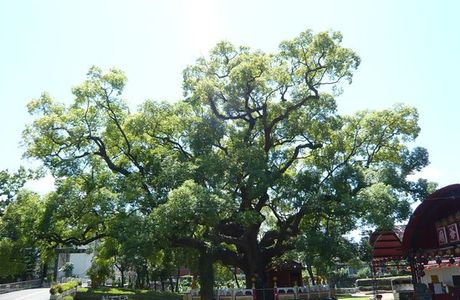 Dazhongye Temple