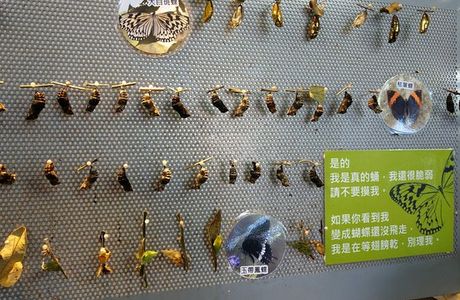Mu Sheng Insect Museum