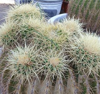 ShengYuan Cactus