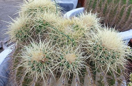 ShengYuan Cactus