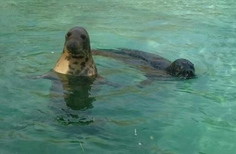Mablethorpe Seal Sanctuary and Wildlife Centre