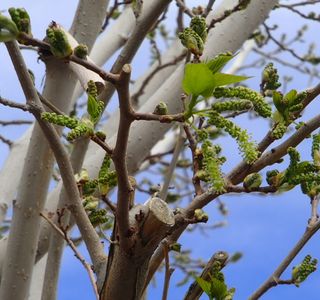 The Mulberry Tree