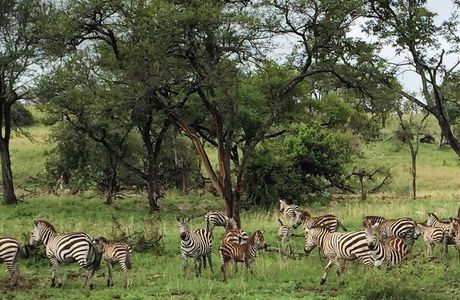 Wildlife Expeditions Africa