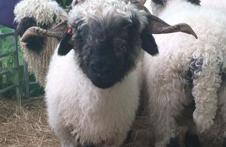 Woolley Animals Alpaca Walking Devon