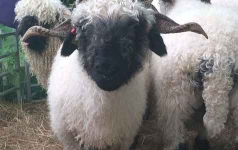 Woolley Animals Alpaca Walking Devon 1