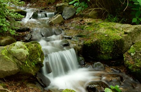 Garvan Woodland Gardens
