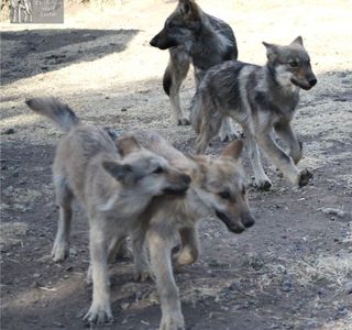 California Wolf Center
