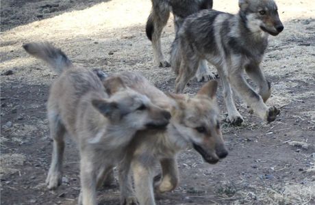 California Wolf Center