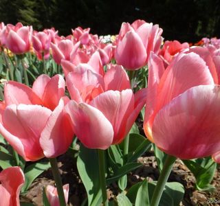 Tulip Non Garden
