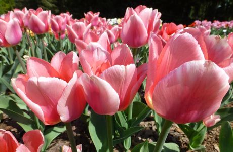 Tulip Non Garden