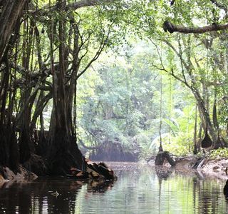 The Little Amazon