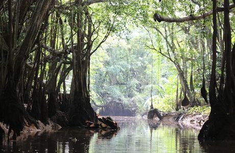 The Little Amazon