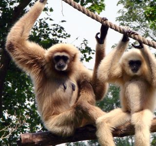 Gibbon Rehabilitation Project
