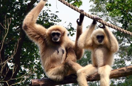 Gibbon Rehabilitation Project