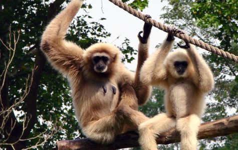Gibbon Rehabilitation Project 1