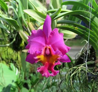 Phuket Orchid Farm