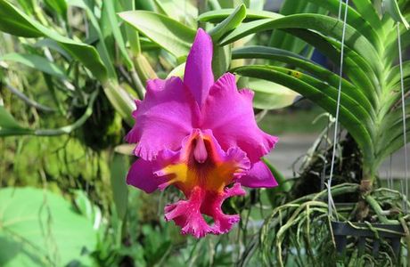 Phuket Orchid Farm