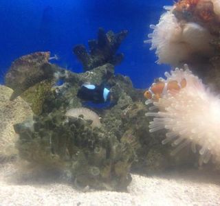 Koh Kham Undersea