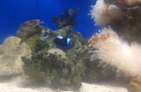 Koh Kham Undersea