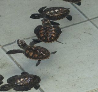 Sea Turtle Conservation Center, Sattahip