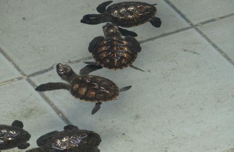 Sea Turtle Conservation Center, Sattahip