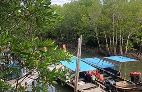 Thung Yee Pheng Mangrove Forest