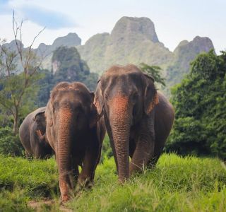 Win Elephant Tour Khao Sok