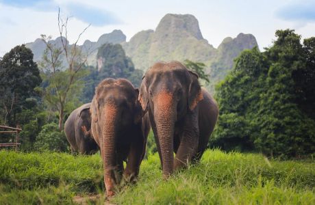 Win Elephant Tour Khao Sok