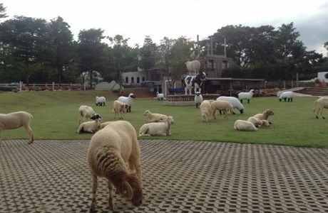 The Scenery Vintage Farm - Tourism